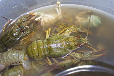 Suda haşlanmış yeşil kerevit