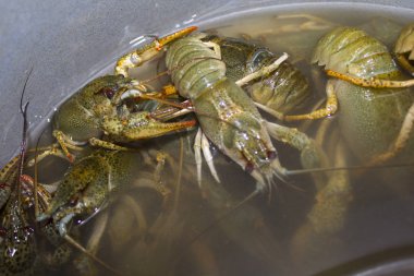 Suda haşlanmış yeşil kerevit