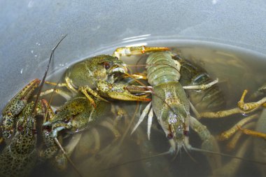 Suda haşlanmış yeşil kerevit