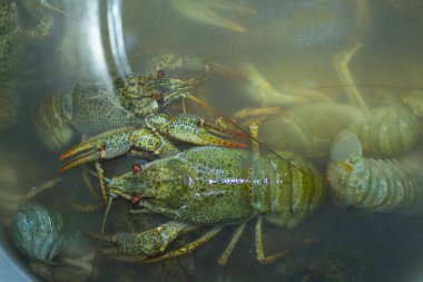 Suda haşlanmış yeşil kerevit