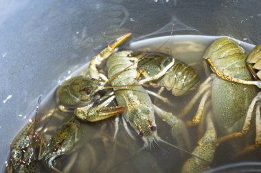 Suda haşlanmış yeşil kerevit