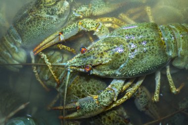 Suda haşlanmış yeşil kerevit