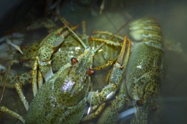 Suda haşlanmış yeşil kerevit