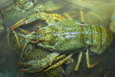 Suda haşlanmış yeşil kerevit