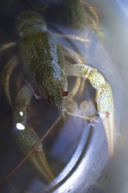 Suda haşlanmış yeşil kerevit