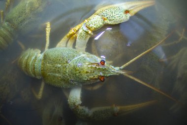 Suda haşlanmış yeşil kerevit