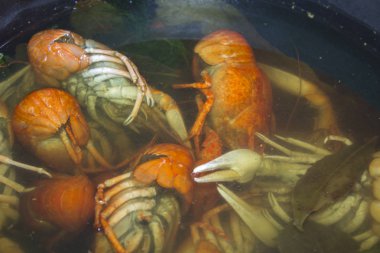 haşlanmış kerevit su gıda