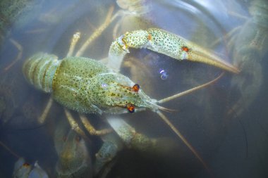 Suda haşlanmış yeşil kerevit