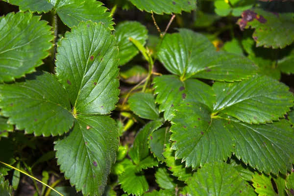 bitki çilek yaprakları bush