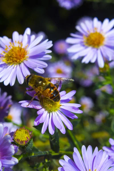 Arı mor çiçek niteliğine