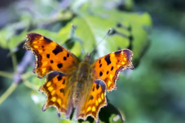 Borboleta Laranja Está Uma Folha Verde — Fotografia de Stock