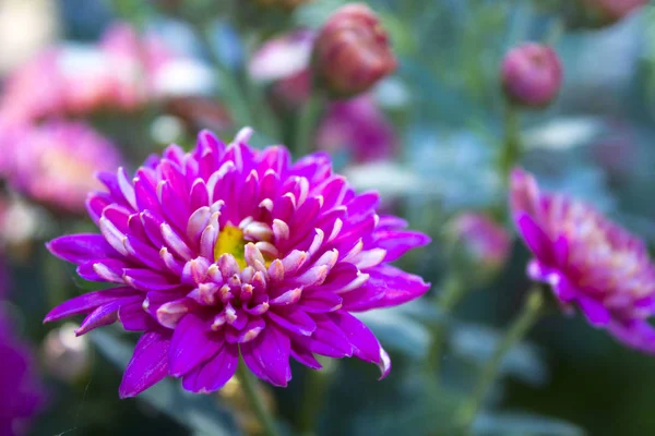 pembe krizantem çiçeği doğa