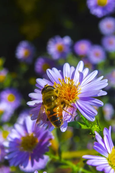 Arı mor çiçek niteliğine