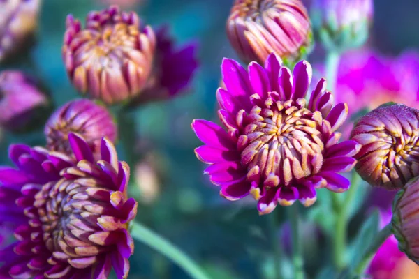 pembe krizantem çiçeği doğa