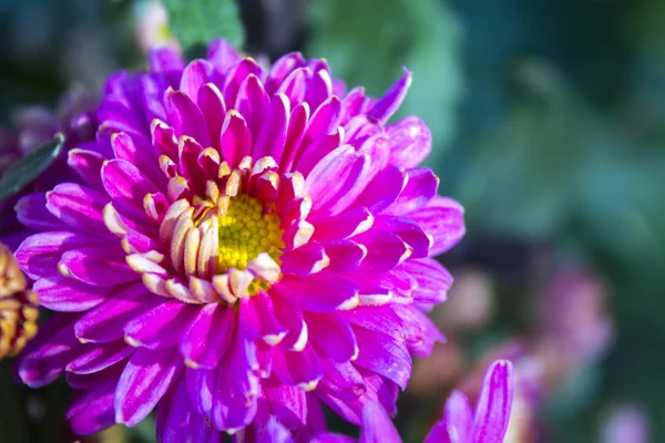 pembe krizantem çiçeği doğa