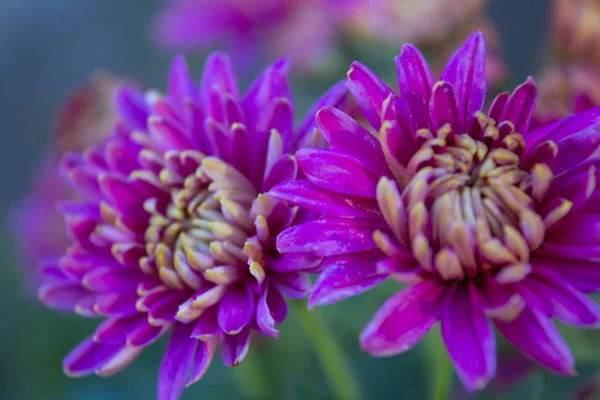 pembe krizantem çiçeği doğa