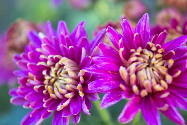 pembe krizantem çiçeği doğa