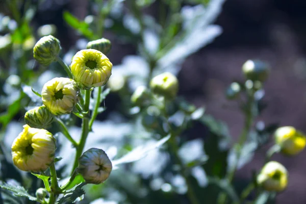 beyaz kasımpatı çiçeği doğa