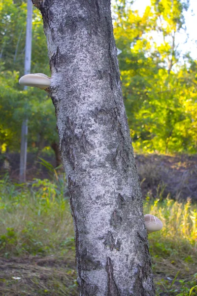 Houby Dřevě Kmen Stromu — Stock fotografie
