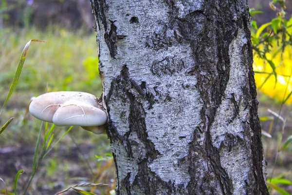 Ağaç gövdede tahtaya mantar
