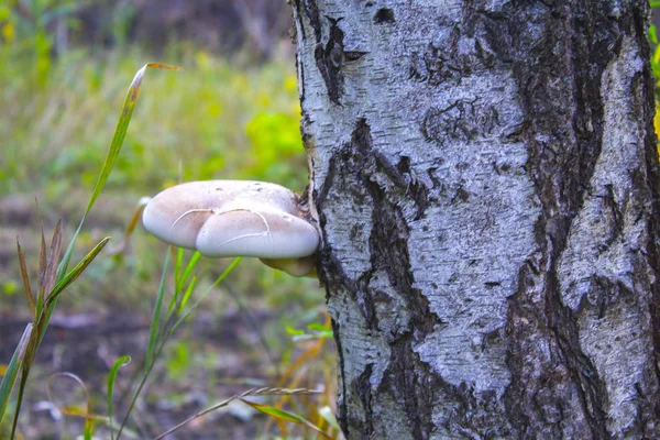 Cogumelo Madeira Tronco Árvore — Fotografia de Stock