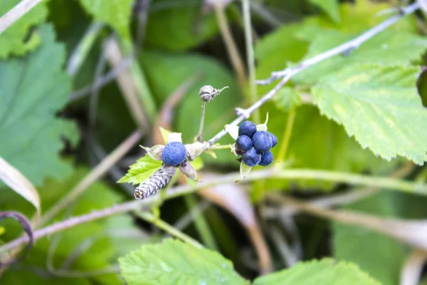 Moras Creciendo Madurando Ramita — Foto de Stock