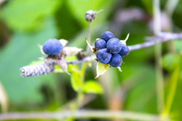 黒果実は小枝で成長し熟す — ストック写真