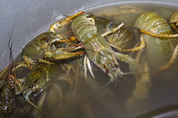 Suda haşlanmış yeşil kerevit