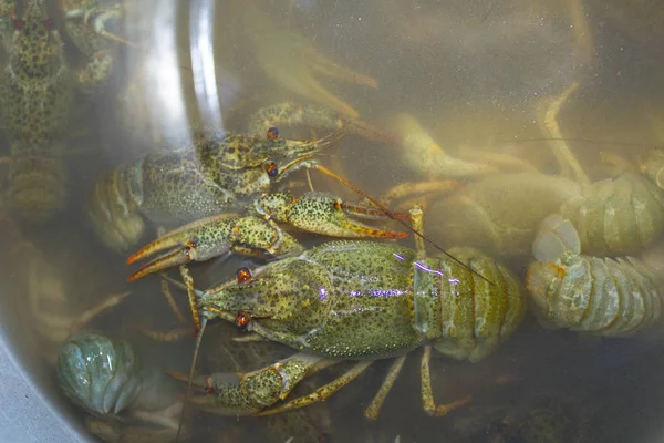 Suda haşlanmış yeşil kerevit