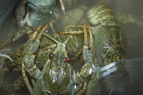 Suda haşlanmış yeşil kerevit