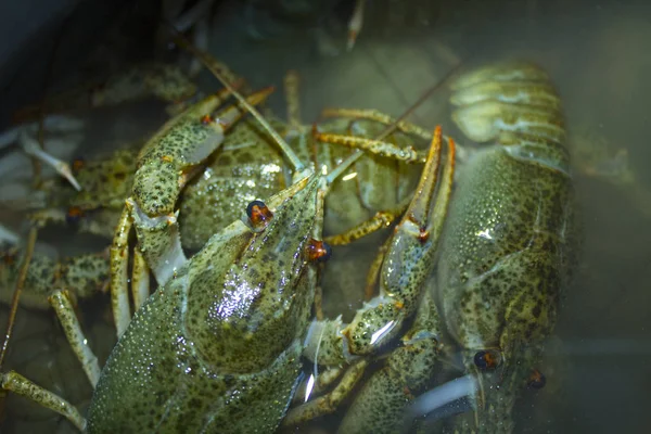 Suda haşlanmış yeşil kerevit