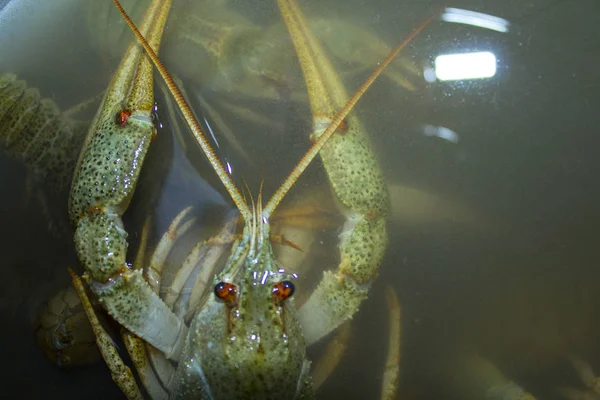 Suda haşlanmış yeşil kerevit