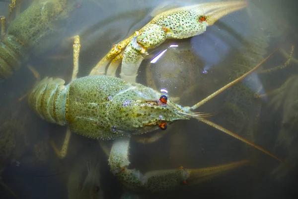 Suda haşlanmış yeşil kerevit