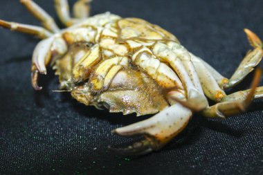 yeşil yengeç kabuk ters