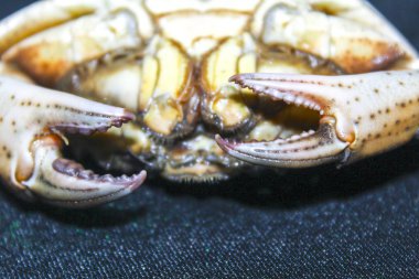 yeşil yengeç kabuk ters