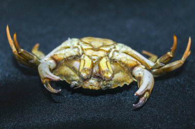 yeşil yengeç kabuk ters