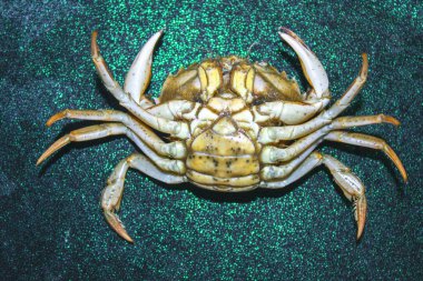 yeşil yengeç kabuk ters