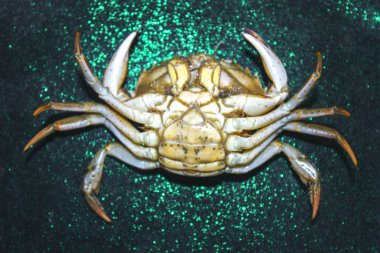 yeşil yengeç kabuk ters