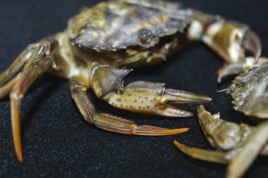 büyük yeşil deniz yengeç