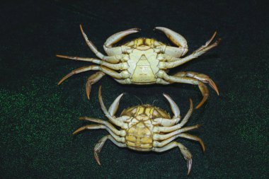 yeşil yengeç kabuk ters