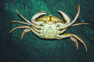 yeşil yengeç kabuk ters