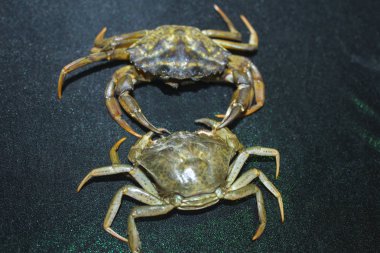 büyük yeşil deniz yengeç