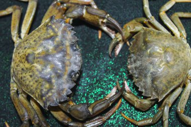 büyük yeşil deniz yengeç