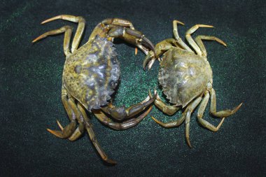 büyük yeşil deniz yengeç