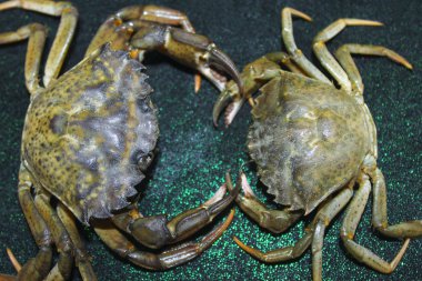 büyük yeşil deniz yengeç