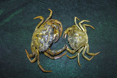 büyük yeşil deniz yengeç