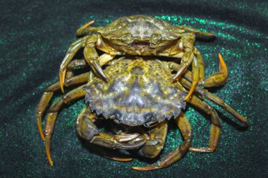 büyük yeşil deniz yengeç