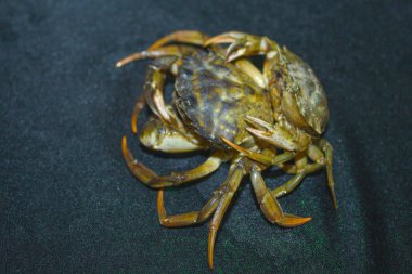 büyük yeşil deniz yengeç