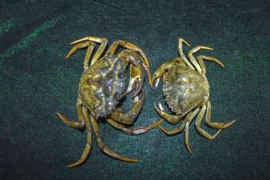 büyük yeşil deniz yengeç