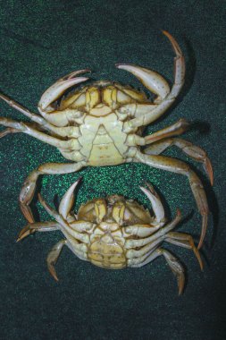 yeşil yengeç kabuk ters